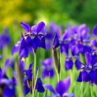 Purple Iris Sibirich