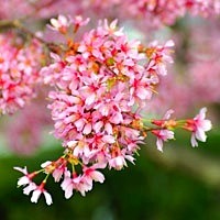 Spring Cherry Blossums