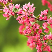 Pink Ornamtental Cherry Tree Blossums